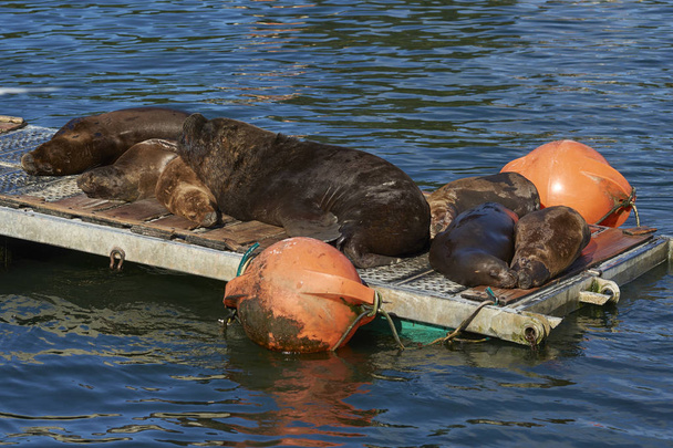Southern Sea Lions (Otaria flavescens) lying on a pontoon along the waterfront of Valdivia, southern Chile. - Photo, Image