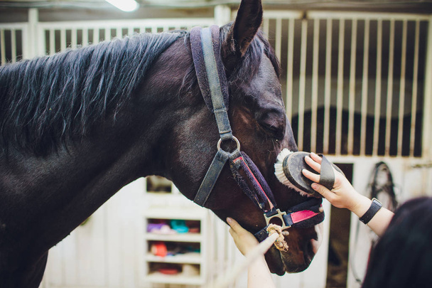rider master woman caressing and grooming black horse. - Fotó, kép