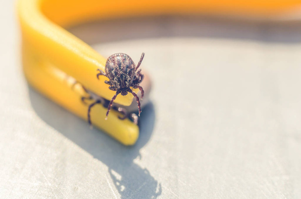 Mite crawling on a yellow tweezers for removing ticks - Foto, afbeelding