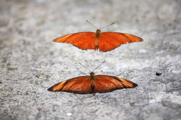 オレンジのアホウドリが繁殖するには、蝶します。 - 写真・画像