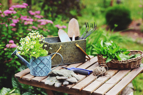 garden work still life in summer. Camomile flowers, gloves and toold on wooden table outdoor in sunny day with flowers blooming on background. - Foto, immagini