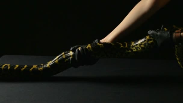 Strong yellow anaconda - Footage, Video