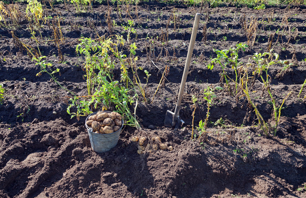 První sklizeň ekologicky pěstovaných nových brambor - Fotografie, Obrázek