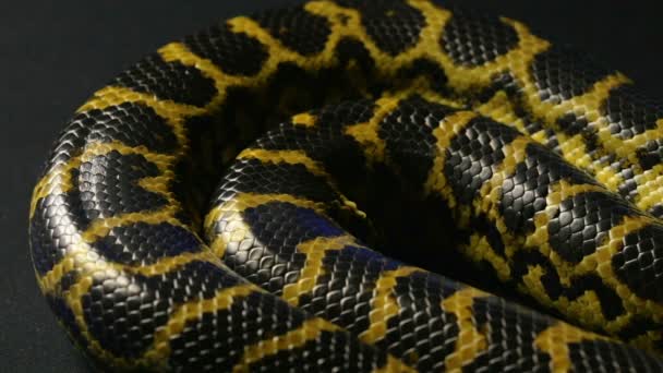 Anaconda jaune respirant
 - Séquence, vidéo
