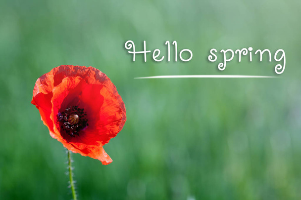 Beautiful poppy field with the words: Hello spring - Fotografie, Obrázek