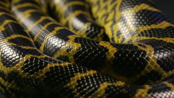 Modèle de peau de serpent, anaconda
 - Séquence, vidéo