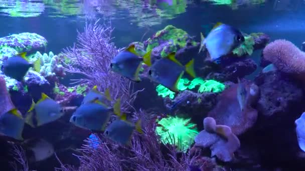 Peixes brilhantes nadam no aquário
 - Filmagem, Vídeo
