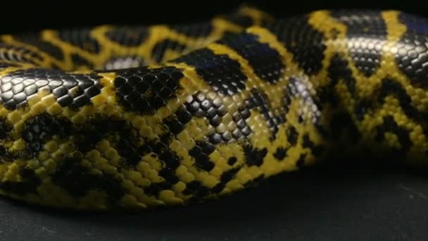 Φίδι σέρνεται σε μαύρο φόντο - Πλάνα, βίντεο