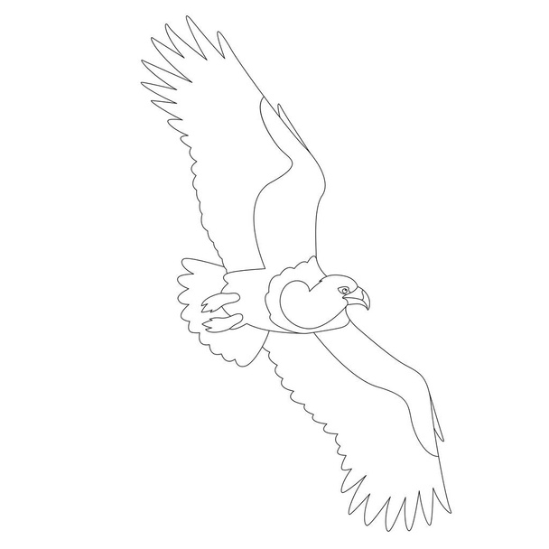  bird eagle  vector illustration  profile side  coloring  - Vektör, Görsel