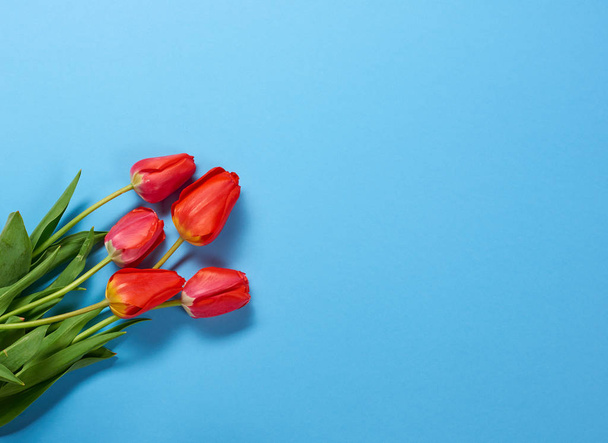 Natürliche Tulpenblüten auf blauem Hintergrund - Liebe und Urlaubskonzept - Foto, Bild