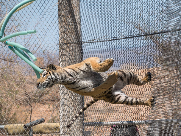 Tiger spouštění z drátěný plot během show - Fotografie, Obrázek