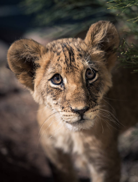 Retrato en la cabeza de un cachorro de león bebé
 - Foto, imagen