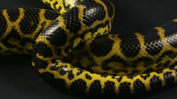 Evde beslenen hayvan python siyah arka planda tarama - Video, Çekim
