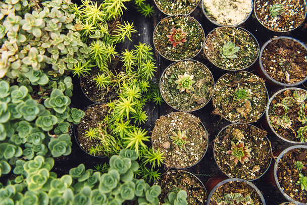 Een bos van baby planten groeien in potten in een kas kwekerij. - Foto, afbeelding