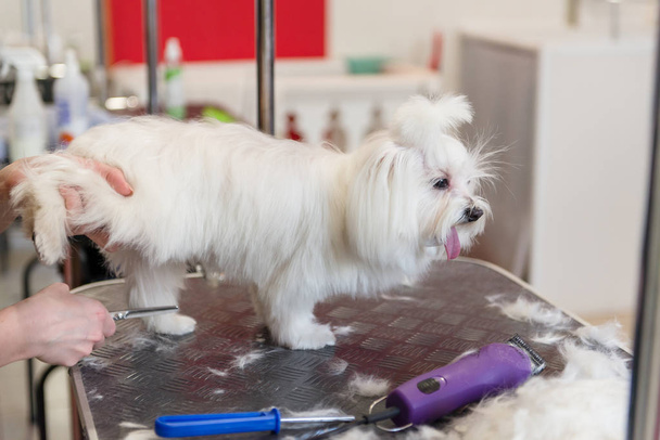 Професійний догляд за собакою Мальтійська кімнатні собачки. Стрижка собак в салоні грумінг. - Фото, зображення
