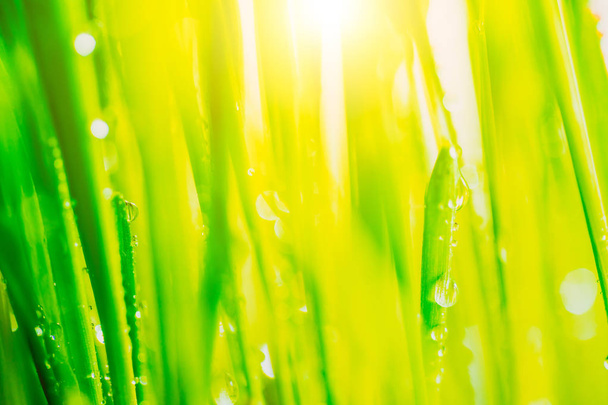 Heldere frisse bruisende lente groen gras close-up met enkele regendruppels onder lichte warme zon licht - Foto, afbeelding