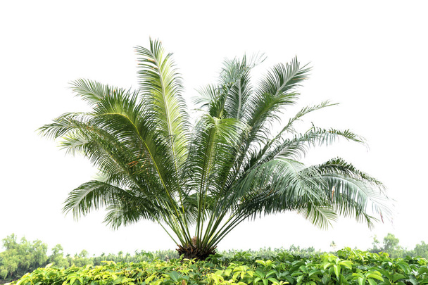 Green palm tree isolated on white background of file with Clipping Path . - Photo, Image