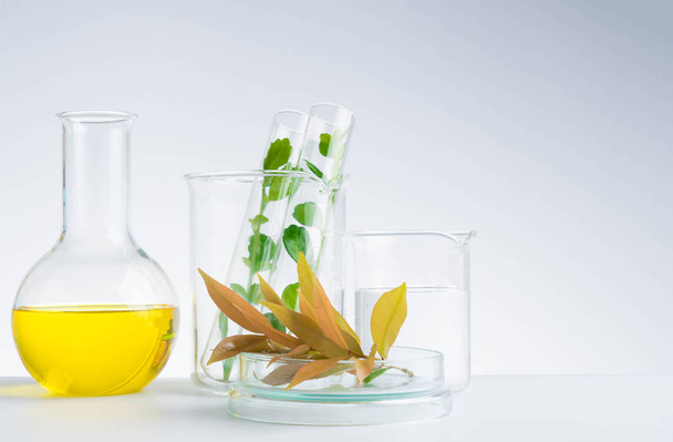 herbal medicine natural organic and scientific glassware - Photo, image