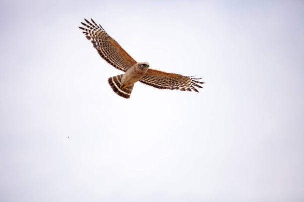 Červená ramena Hawk Buteo lineatus - Fotografie, Obrázek