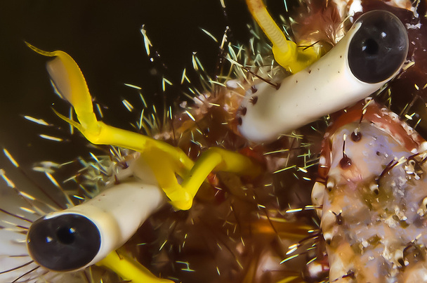 Reef Hermit Crab - Photo, Image