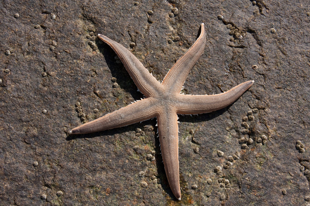 Starfish On A Rock - Zdjęcie, obraz