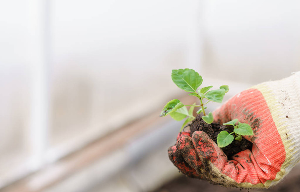 Mãos segurando belas plantas de manjericão roxo com terra e raízes. Eles estão prontos para plantar no chão em uma estufa
. - Foto, Imagem
