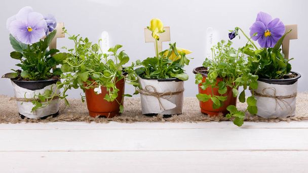Outils de jardinage et fleurs en pots sur table blanche en bois. Printemps dans le concept de jardin arrière-plan avec espace texte libre vue de dessus, plan plat
 . - Photo, image
