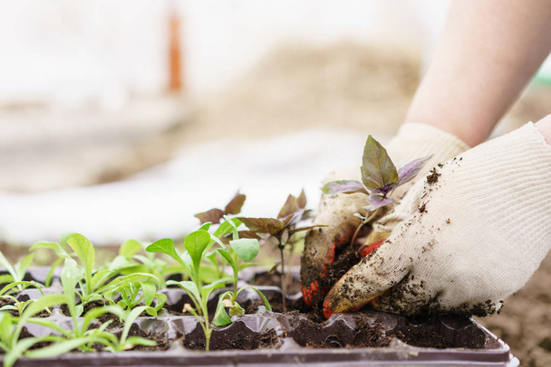 Manos sosteniendo hermosas plantas de albahaca púrpura con tierra y raíces. Están listos para plantar en el suelo en un invernadero
. - Foto, imagen