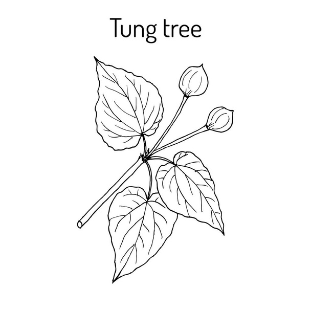 Tung tree Vachellia nilotica , medicinal plant - Vektör, Görsel