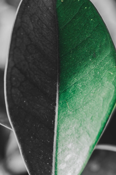Green Leaf Of Plant - Zdjęcie, obraz