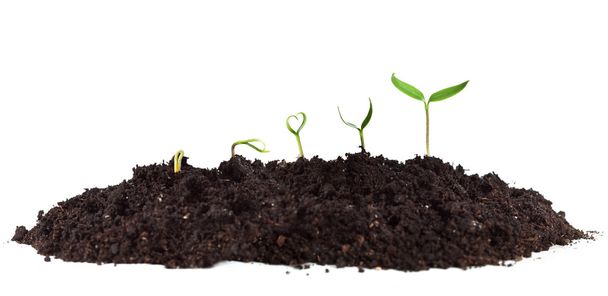 Young seedlings growing in soil heap - 写真・画像