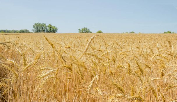 Champ de blé sur un fond d'arbres et de ciel
 - Photo, image