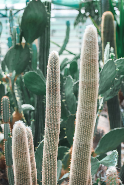 close up of green cactuses in tropical garden - Zdjęcie, obraz