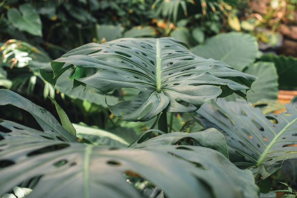 close up of green monstera leaves in jungle - Фото, изображение
