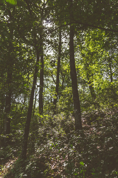 Vista inferiore di alberi alti nel verde foresta naturale
 - Foto, immagini