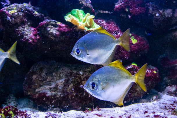 beautiful fish Monodactylus argenteus - Valokuva, kuva