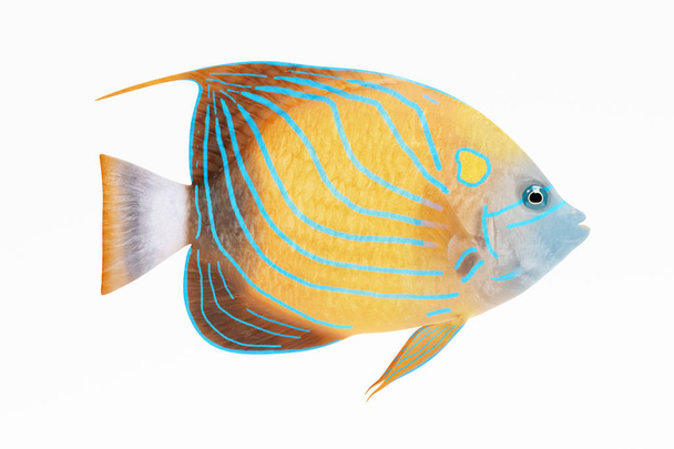 Realistické 3d vykreslení modrý kroužek Angel ryb - Fotografie, Obrázek