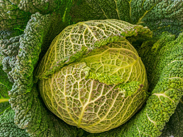 Wirsingkohl lebhafte Mitte und Blätter konzentrieren sich, aus nächster Nähe auf die grüne natürliche Textur von Brassica oleracea Gemüse - Foto, Bild