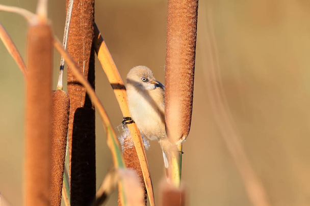 Close up photo young bearded tit sits on a branch of a reed - Photo, Image