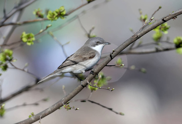 The lesser whitethroat (Sylvia curruca) sits on a branch and looks at the camera. The bird is isolated on a blurred background - Photo, Image