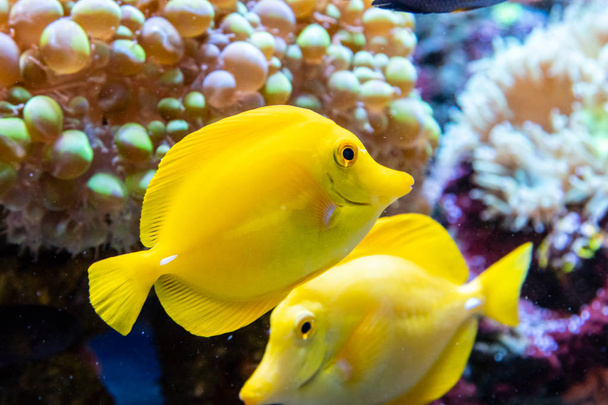 cebrasoma, pez vela amarillo
 - Foto, imagen