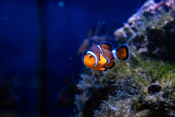 Amphiprion ocellaris fish - Fotó, kép