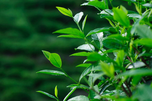 Growing green tea trees in spring mountains - Photo, image