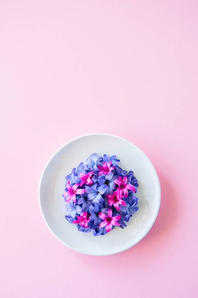 Group of violet and magenta petals of hyacinth flower in a white - Photo, image