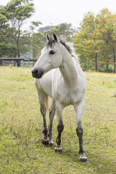 egy gyönyörű fehér ló portréja - Fotó, kép