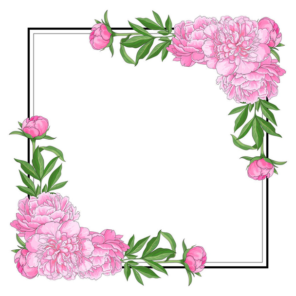 Tender pink peonies on corners of square shape with empty space for text on white background. - Vektör, Görsel