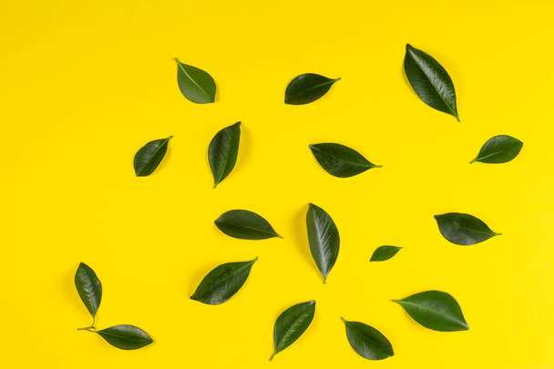 Green tree leaves pattern on yellow background - Zdjęcie, obraz