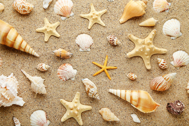 Seashells and starfishes on beach sand - Φωτογραφία, εικόνα