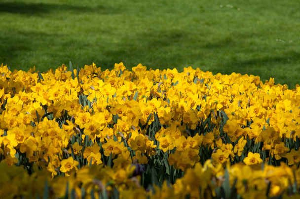  daffodils in a public garden - Foto, Imagem