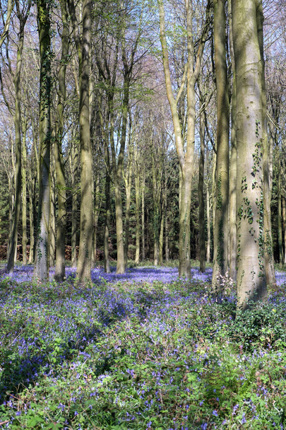 Bluebells em Wepham Wood - Foto, Imagem